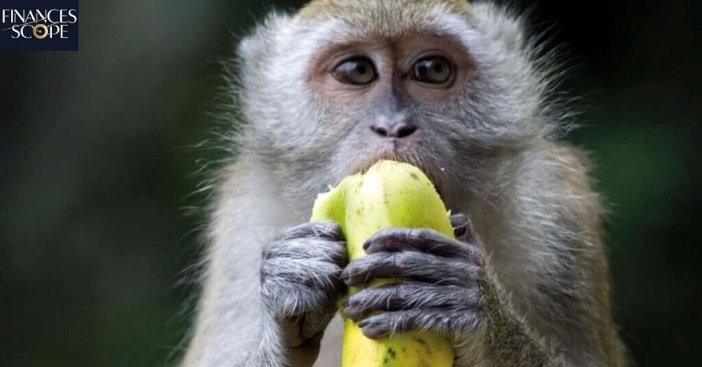 The Significance of Diet in Monkey Behavior
