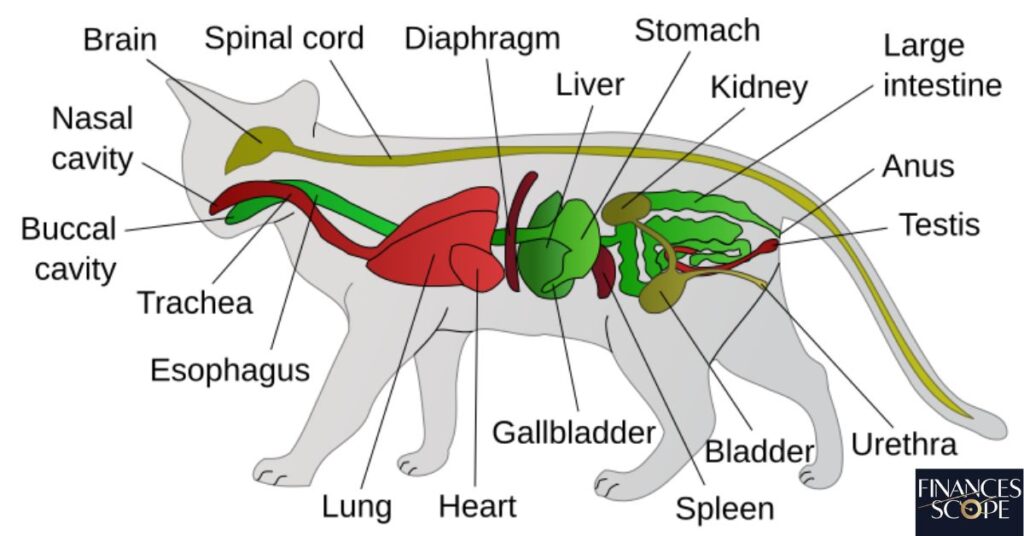 Understanding Cat Anatomy