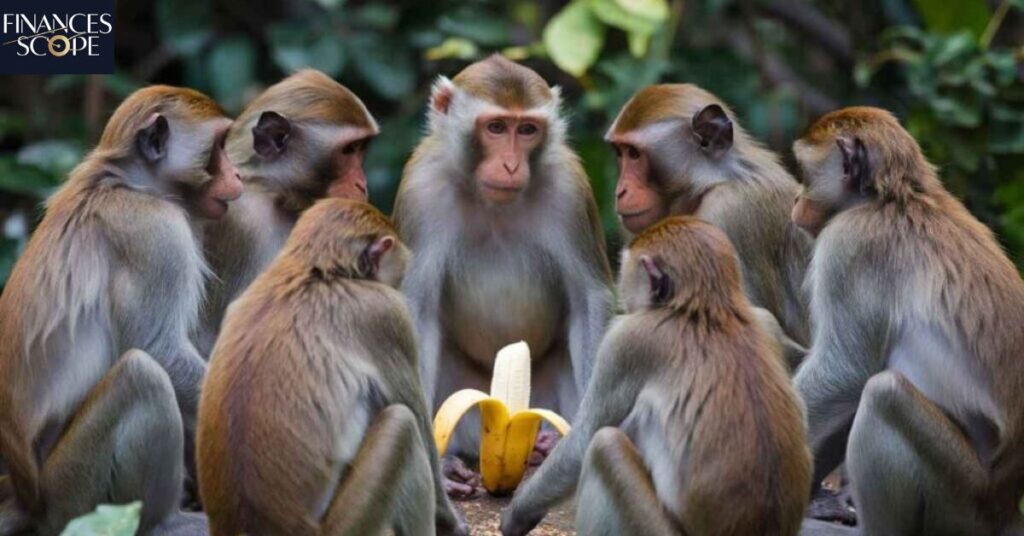 The Banana:B4hnuk08dew= Monkeys Effect on Group Dynamics
